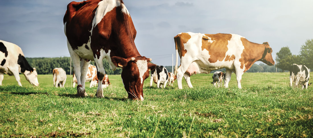 Cows field 2 banner banner