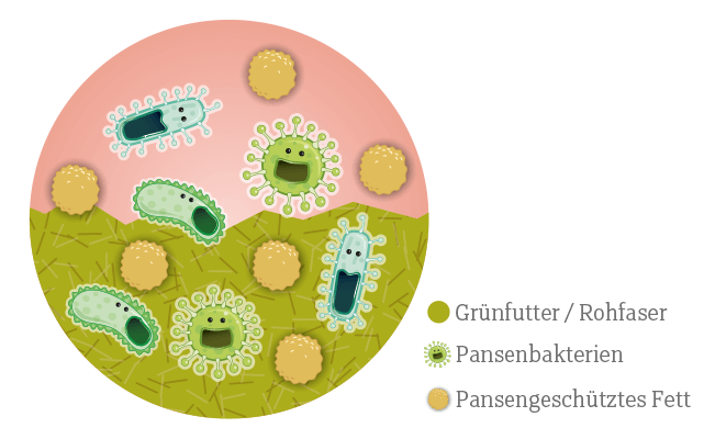 Pansengeschuetzte fette