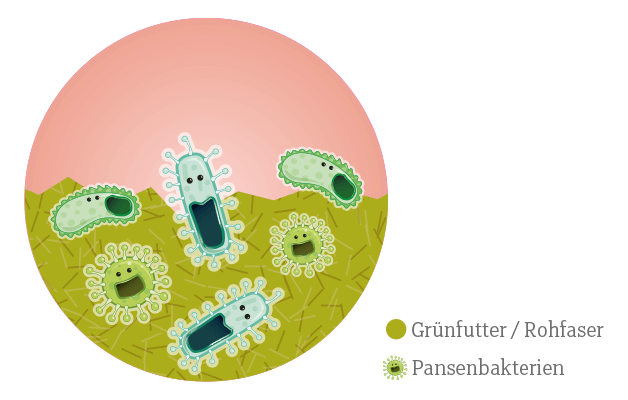 Physiologische pansenflora