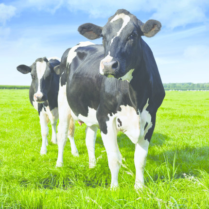 Shutterstock 121542205 cows in field detail detail