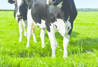 Shutterstock 121542205 cows in field detail listing
