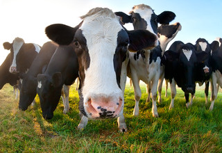 Cows stomachsdreamstime xxl 48710543 original listing