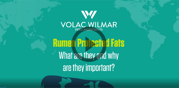 rumen Video Image