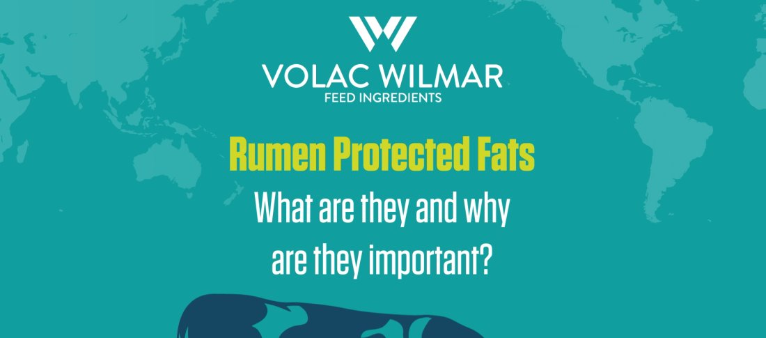 Rumen video screen shot banner