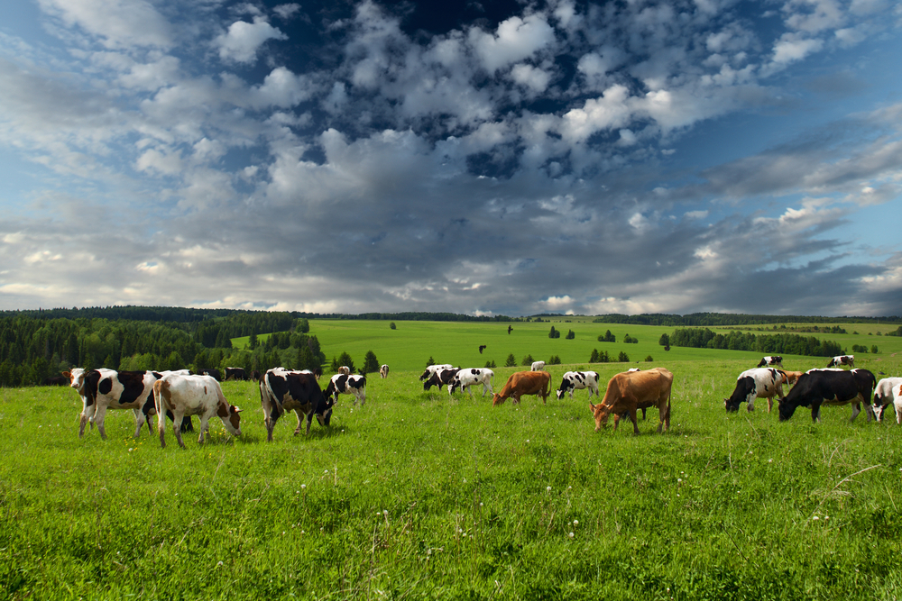 Cows in field