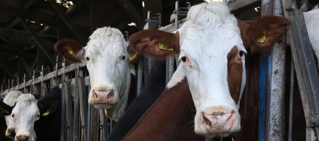 Milking cows volac wilmar feed ingredients lo res banner banner