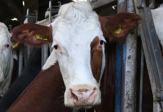 Milking cows volac wilmar feed ingredients lo res banner listing