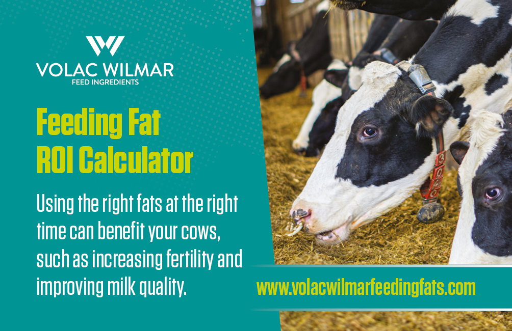 ROI Claculator