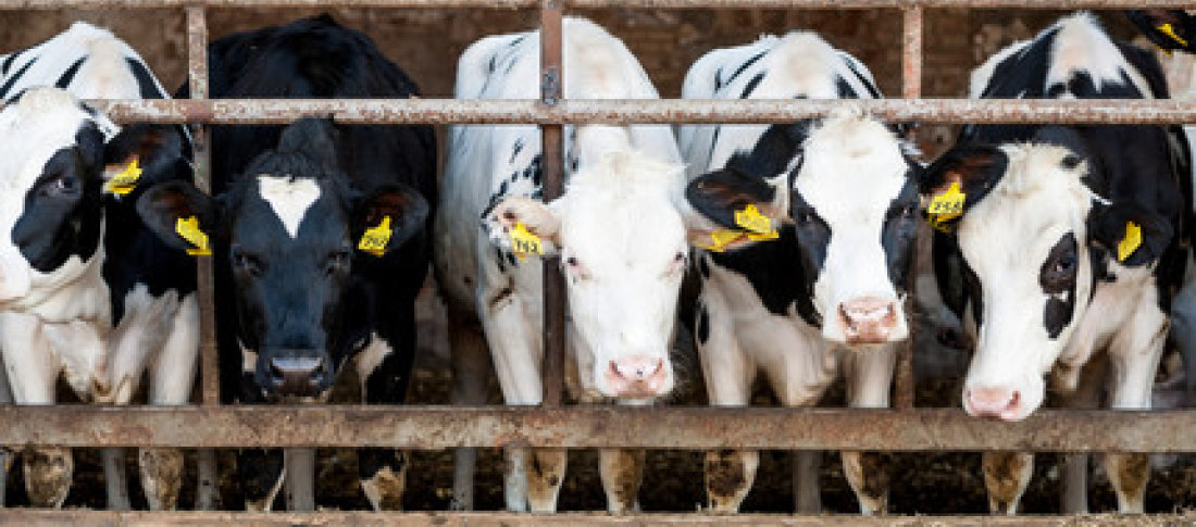 16 cows in stalls detail banner