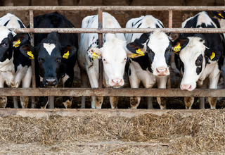 16 cows in stalls detail listing
