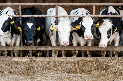 16_Cows_in_stalls_detail