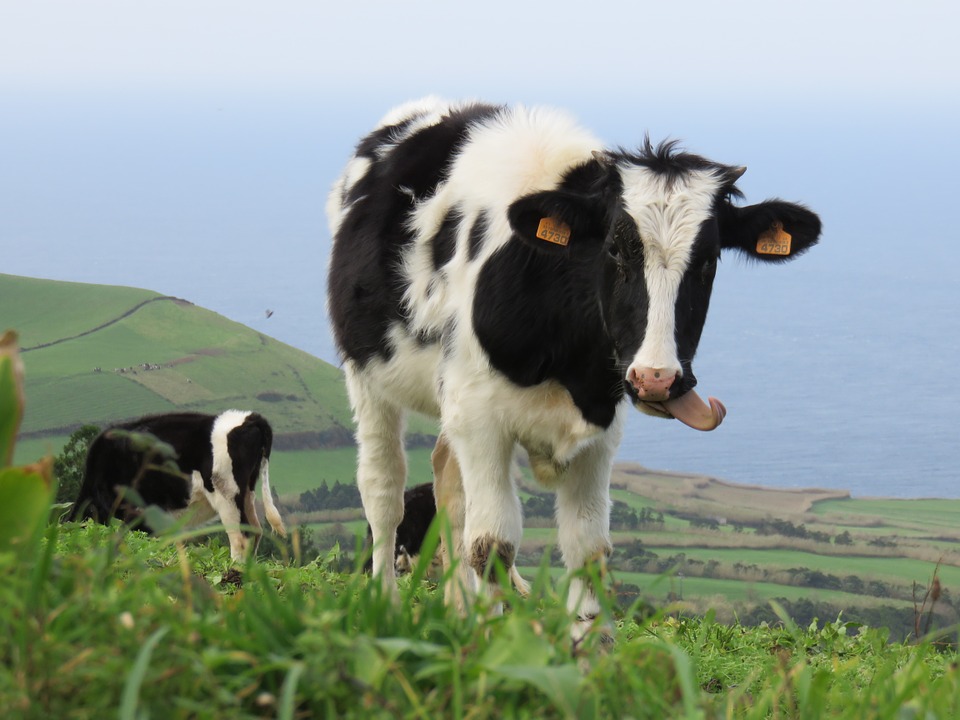 Cow tongue out