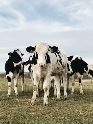 Developing heat resistant herds