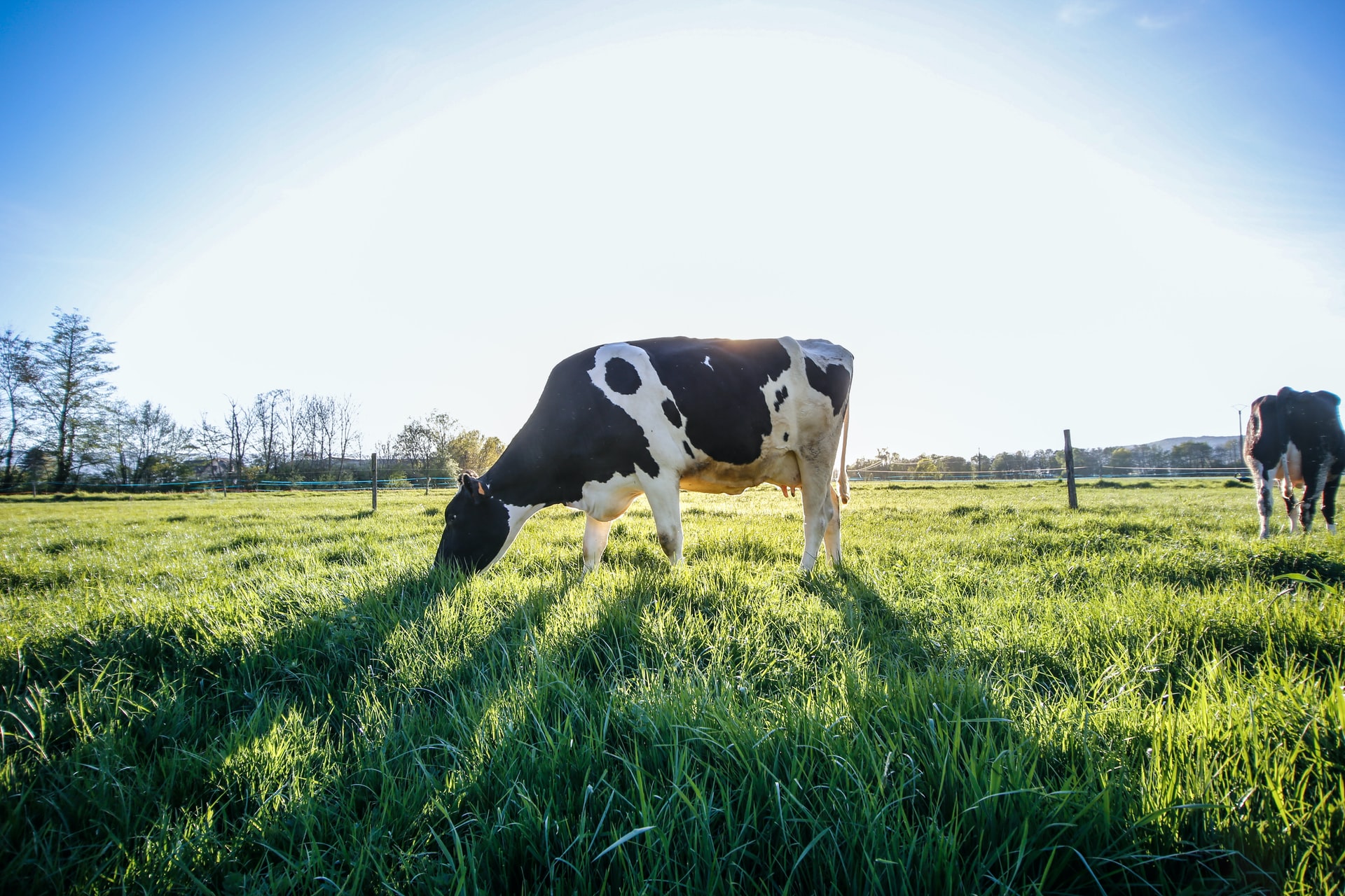 Cow grass
