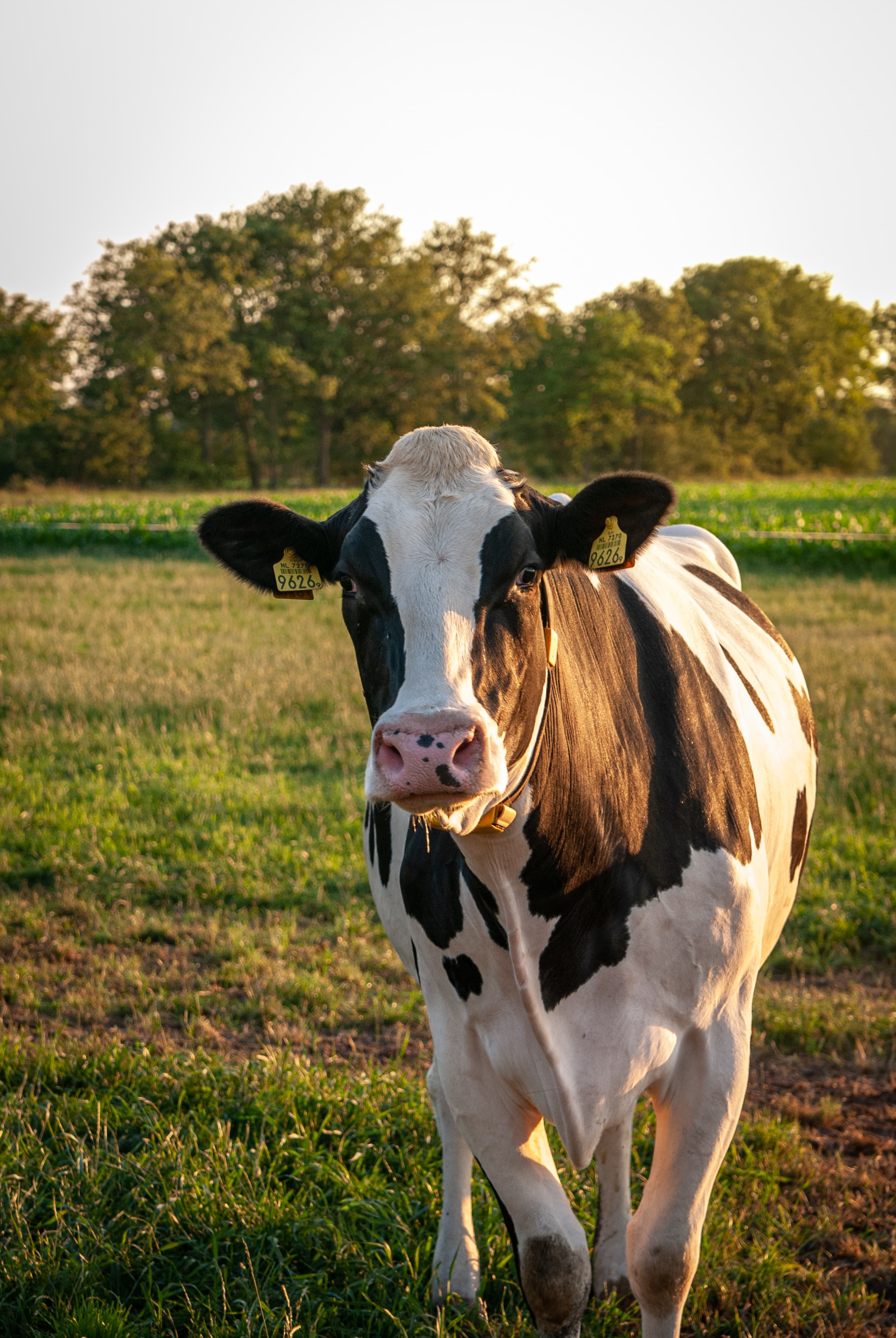 Single Cow