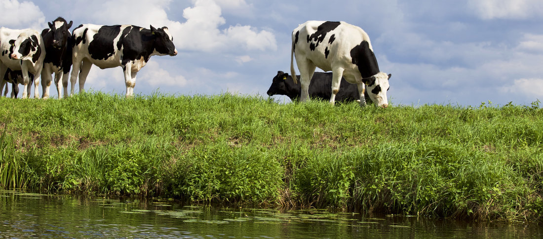 21 dairycow5 banner banner