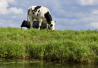21 dairycow5 banner listing