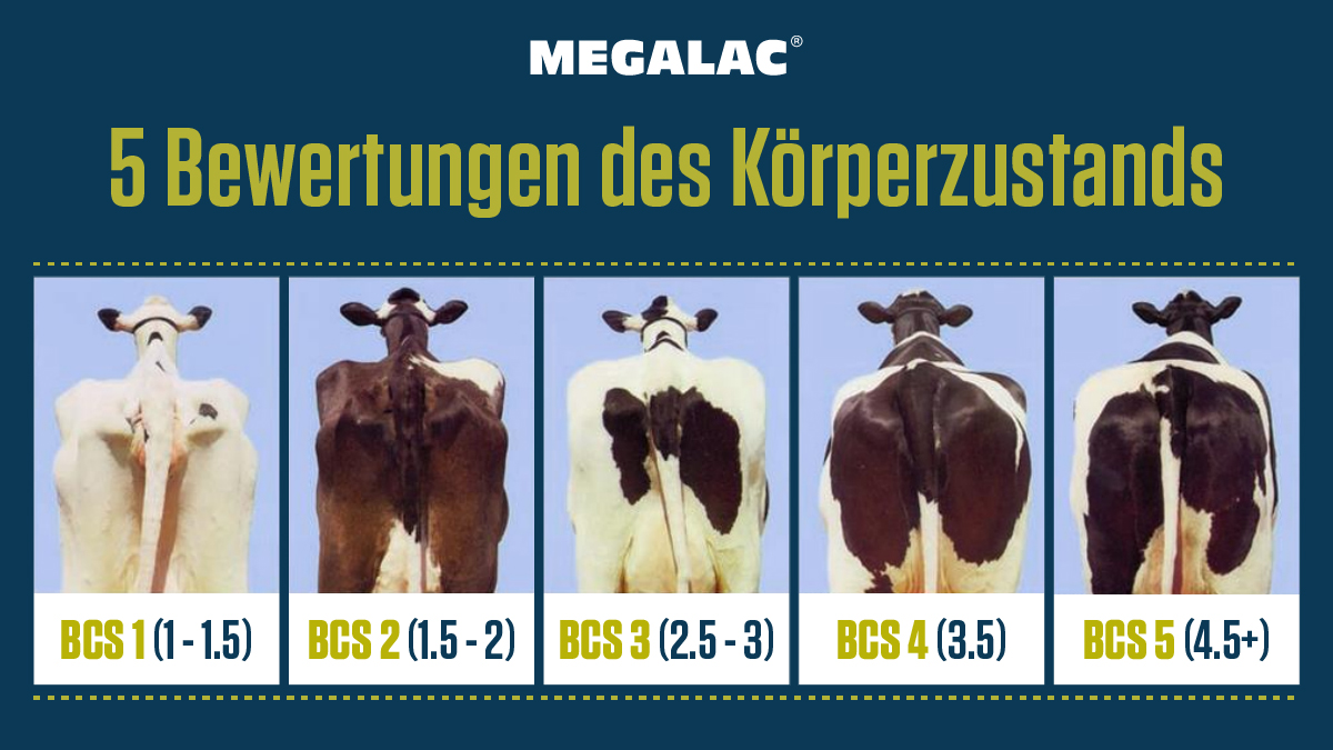 Body Condition Score