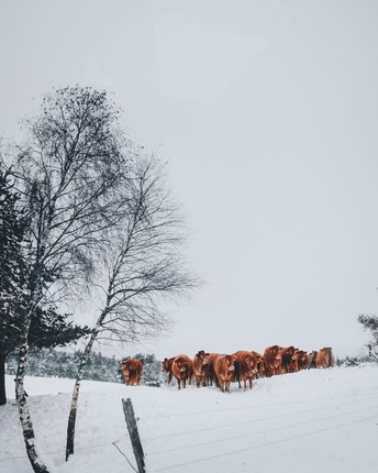 Winter_Kühe