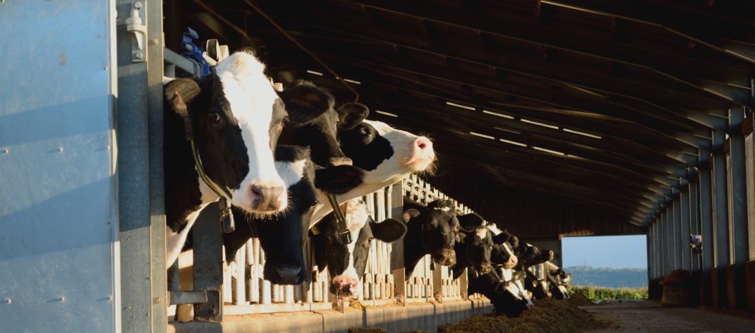 Optimiere winterration banner