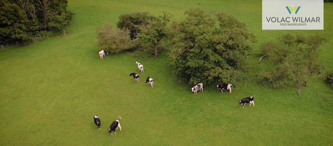 Screenshot cows %281%29 copy banner