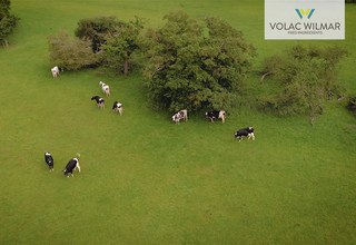 Screenshot cows %281%29 copy listing