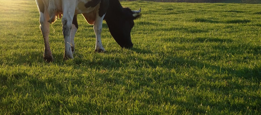Cow 4873818 1920 banner banner