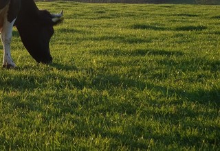 Cow 4873818 1920 banner listing