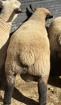Megalac stärkt Lammwachstum_III